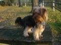 Yorkshire Terrier video