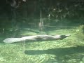 manatee manatee
