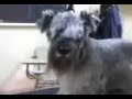 Peluqueria canina Peluqueria canina