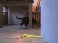 Okkie apporteert