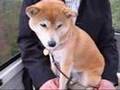 わんこと行く那須