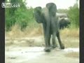 Charging elephant slips and falls Charging elephant slips and falls