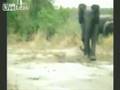 Charging elephant slips and falls
