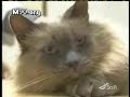 Amazing 2 Legged Cat