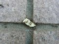 ants ants