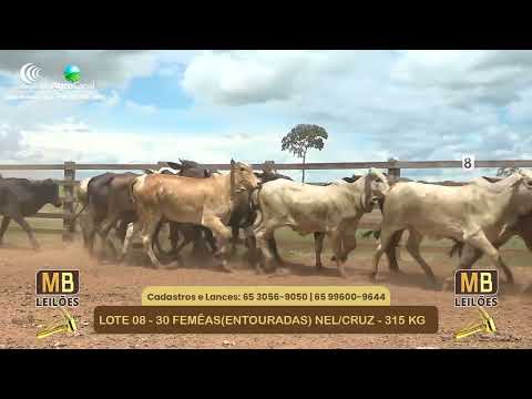 532� LEIL�O VIRTUAL MB LEIL�ES