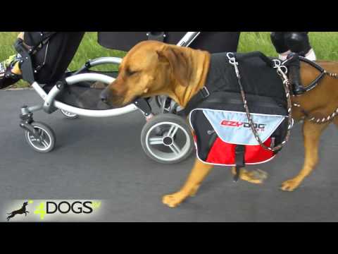 how to fit ezydog harness