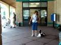 Maggie the Springer Spaniel w/ her E-collar/Pager collar
