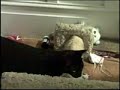 Cats - Ballet Style. The Nutcracker by Tchaikovsky...Kitty is ready to show off his newfound talent, ballet.