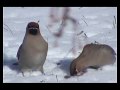 these are the prettiest birds!  a real flashy bird to see in the springtime!  this flock stayed around for as long as the crab apple tree fruits were available.  the berries had fermented so the birds get a little loopy and fearless.  i only saw them in the spring and then they are gone.  the feathers are almost furry looking.  these are bohemian waxwings.  you can clearly see the splash of red on the wings.  i filmed this in march at fairbanks alaska