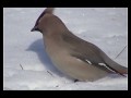 these are the prettiest birds!  a real flashy bird to see in the springtime!  this flock stayed around for as long as the crab apple tree fruits were available.  the berries had fermented so the birds get a little loopy and fearless.  i only saw them in the spring and then they are gone.  the feathers are almost furry looking.  these are bohemian waxwings.  you can clearly see the splash of red on the wings.  i filmed this in march at fairbanks alaska