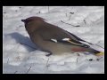 these are the prettiest birds!  a real flashy bird to see in the springtime!  this flock stayed around for as long as the crab apple tree fruits were available.  the berries had fermented so the birds get a little loopy and fearless.  i only saw them in the spring and then they are gone.  the feathers are almost furry looking.  these are bohemian waxwings.  you can clearly see the splash of red on the wings.  i filmed this in march at fairbanks alaska