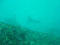 Manta Point - Nusa Penida Manta Point - Nusa Penida