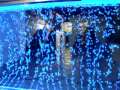 videos de h2o designs bubble tank