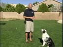 How to Train a Dog to Sit : Holding Treats to Train a Dog to Sit How to Train a Dog to Sit : Holding Treats to Train a Dog to Sit