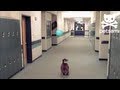 Video: English Bulldog Volleying Balloon