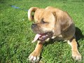A Puggle Named Ocho - Cutest Puggle Ever A Puggle Named Ocho - Cutest Puggle Ever