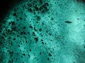 Free Diving At Devil's Eye Spring In The Ginnie Springs Park Near Gainesville, FL