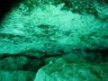 free-diving-at-devils-eye-spring-in-the-ginnie-springs-park-near-gainesville-fl.html
