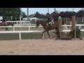 Amos -- Hunter Under Saddle
