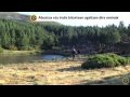 La berrea de los ciervos en Soria