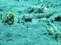 Flathead crocodile fish settling in the sand Flathead crocodile fish settling in the sand