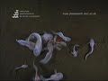 Underwater footage of Hadal Snailfish