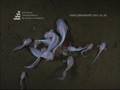 Underwater footage of Hadal Snailfish