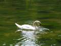 The Carnival of the Animals: The Swan
