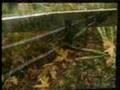 The Hunt for Wild Magic Mushrooms 2 of 4