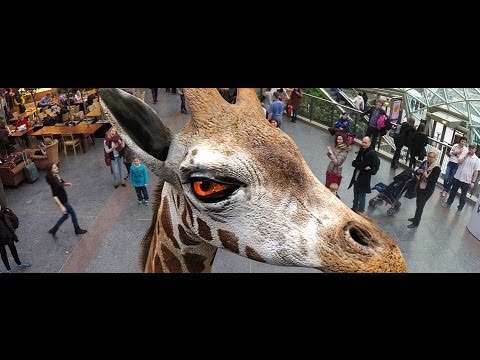 Imagen de previsualización de YouTube