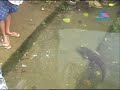 Sanku \"The meen\"