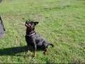 videos de Rottweiler Laika e il suo boomerang