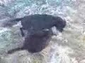 Funny Dog Fight Funny Dog Fight