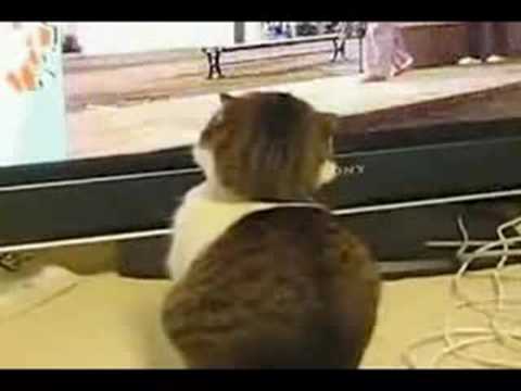 CAT GIF