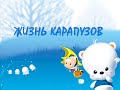 Жизнь карапузов