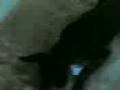 videos de pineta mare cane impazzito