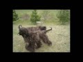 AFGHAN HOUND HADERA GOES WILD AFGHAN HOUND HADERA GOES WILD