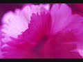 this is a video i made. i decided to use some stils from my new sony vaio which i must admit rocks like a bad thing (bluray anyone?? =), just a shame that the operating suite is in japanese which makes it real hard to read error messages. honestly you guys i had an error message saying that the vid had a broken link and movie maker wouldn't master it for me. lucky my friends can read japanese or this vid might not be here =)
some of the pics are from my vaio's preinstalled photographs and i also used some pics from an external website called beautiful japan. i used japan because i live here now, it's a very beautiful place and i thouhght it'd be a nice tribute.

well i hope you like this, if you do leave me a comment. (get it 
