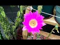 Cactus flars, ya\ Cactus flars, ya\
