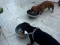 DOXIE CHOW TIME
