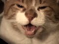 Wilber Burps the Blues