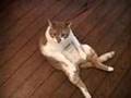 Wilber Burps the Blues