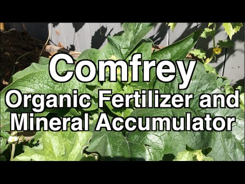how to fertilize herbs organically