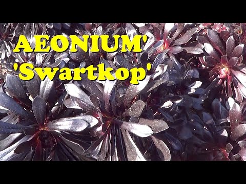 how to transplant aeonium