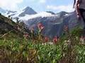 Heli-Hiking with Canadian Mountain Holidays (CMH)
