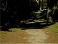 videos de Coyote in Golden Gate Park December 11