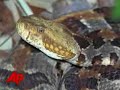 Stowaway Snake Bites Suitcase Owner