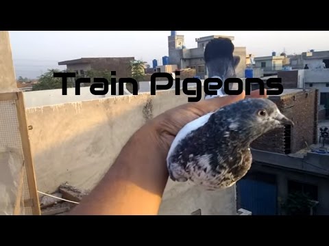 How to train new high flying pigeons chicks to come back home part 2 by Raja Bhai