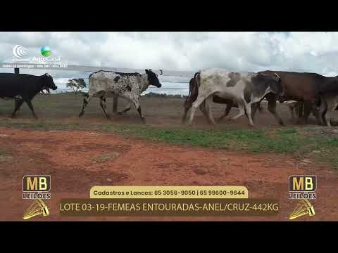 525� LEIL�O VIRTUAL MB LEIL�ES